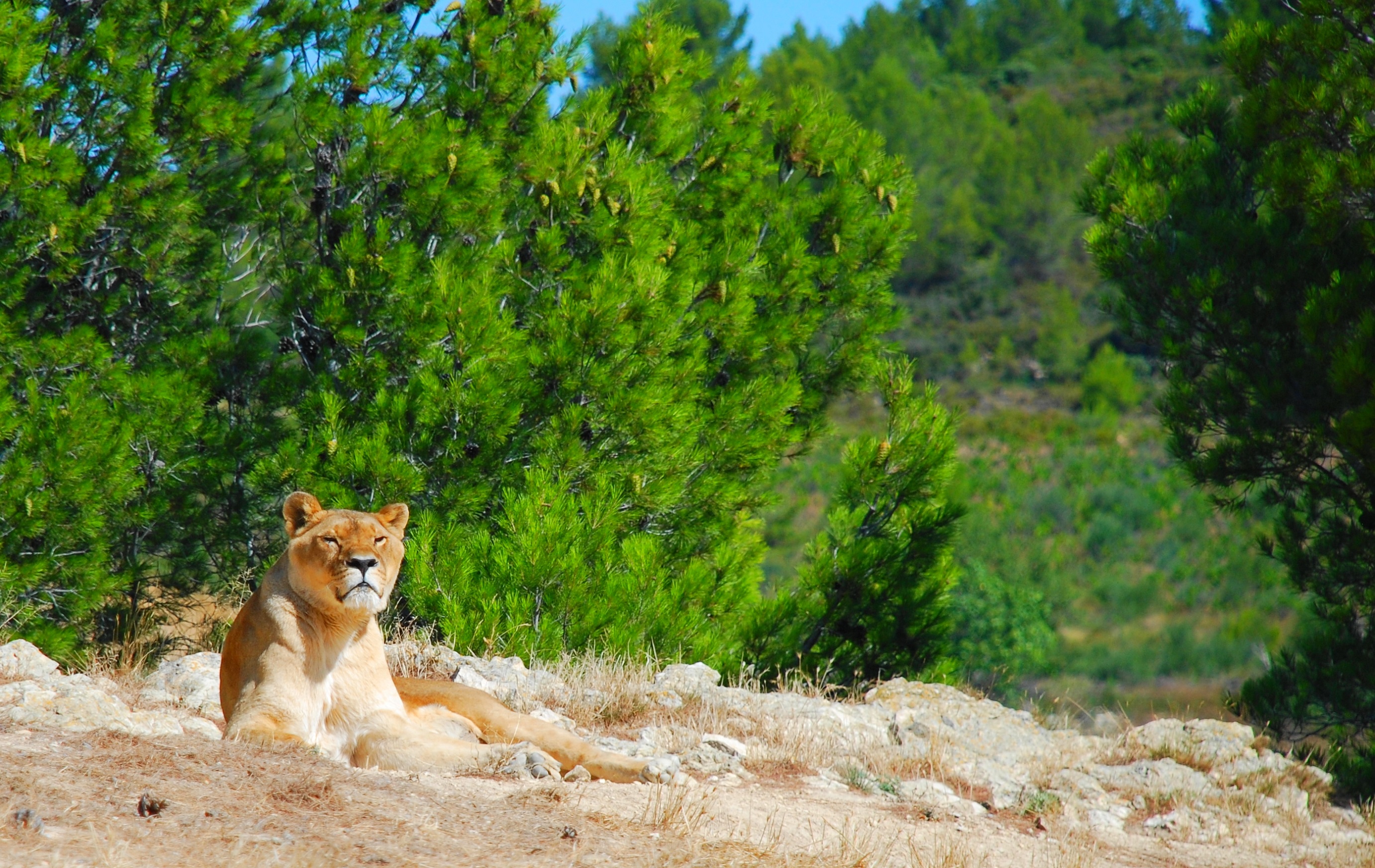 Wallpapers Animals Felines - Lions 