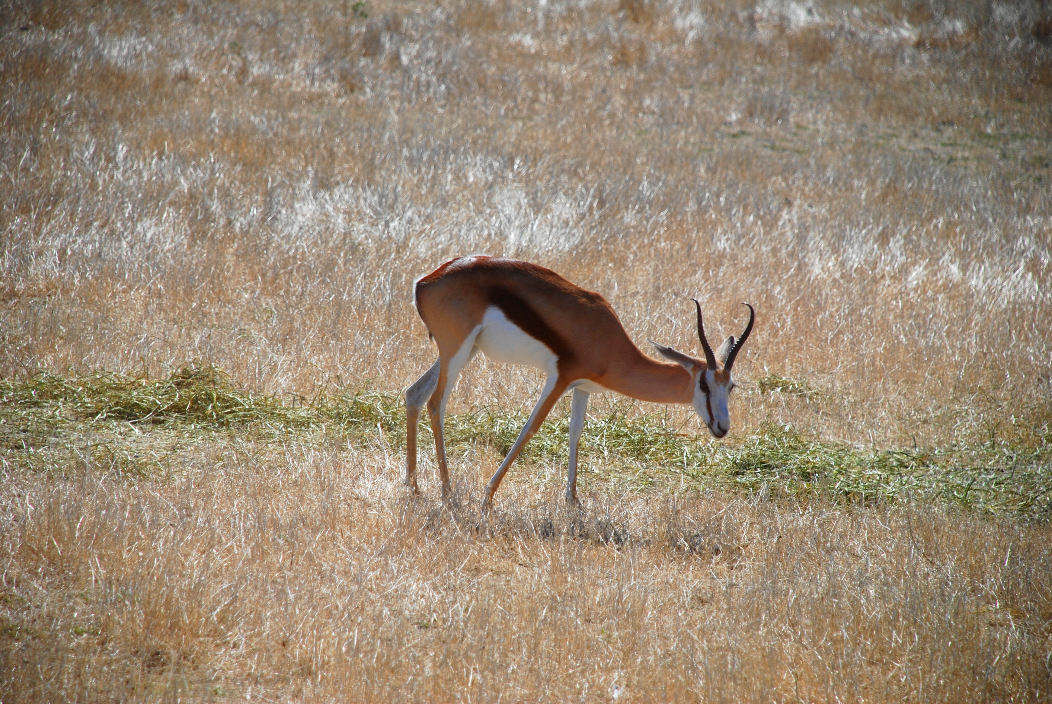 Fonds d'cran Animaux Gazelles 