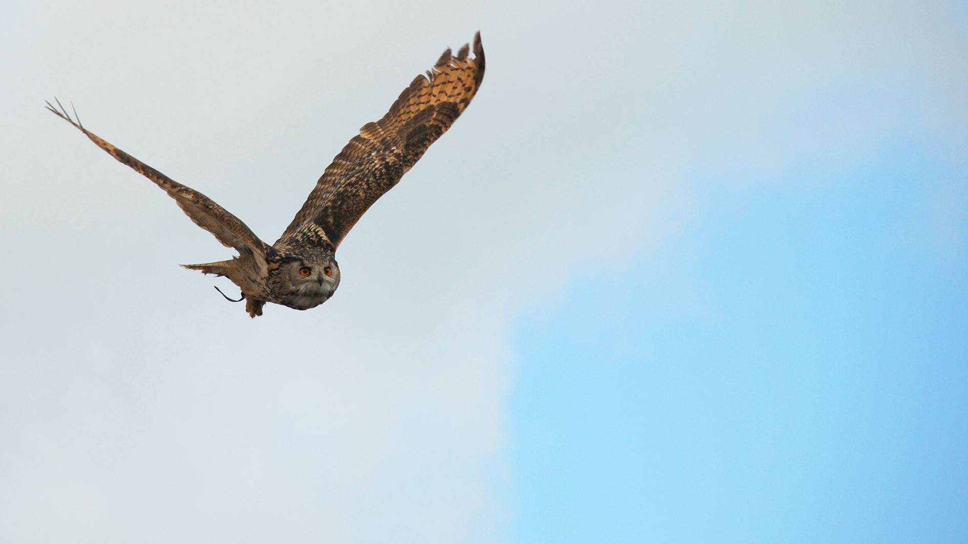 Wallpapers Animals Birds - Owls 