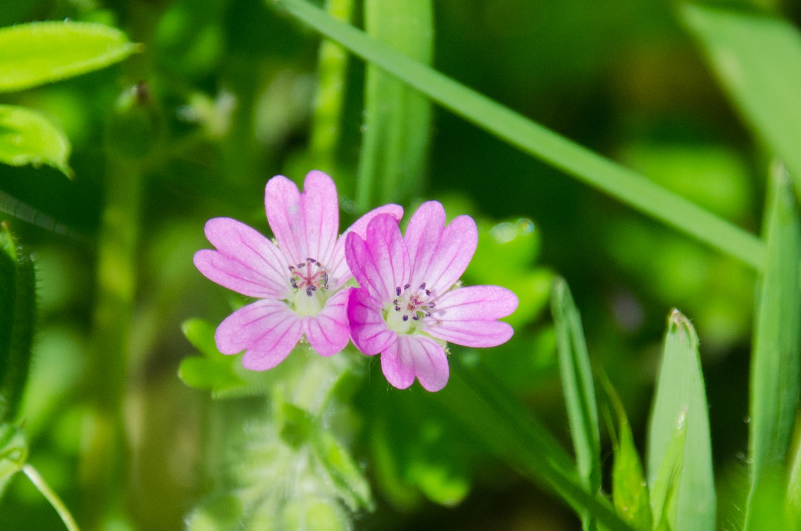 Wallpapers Nature Flowers 