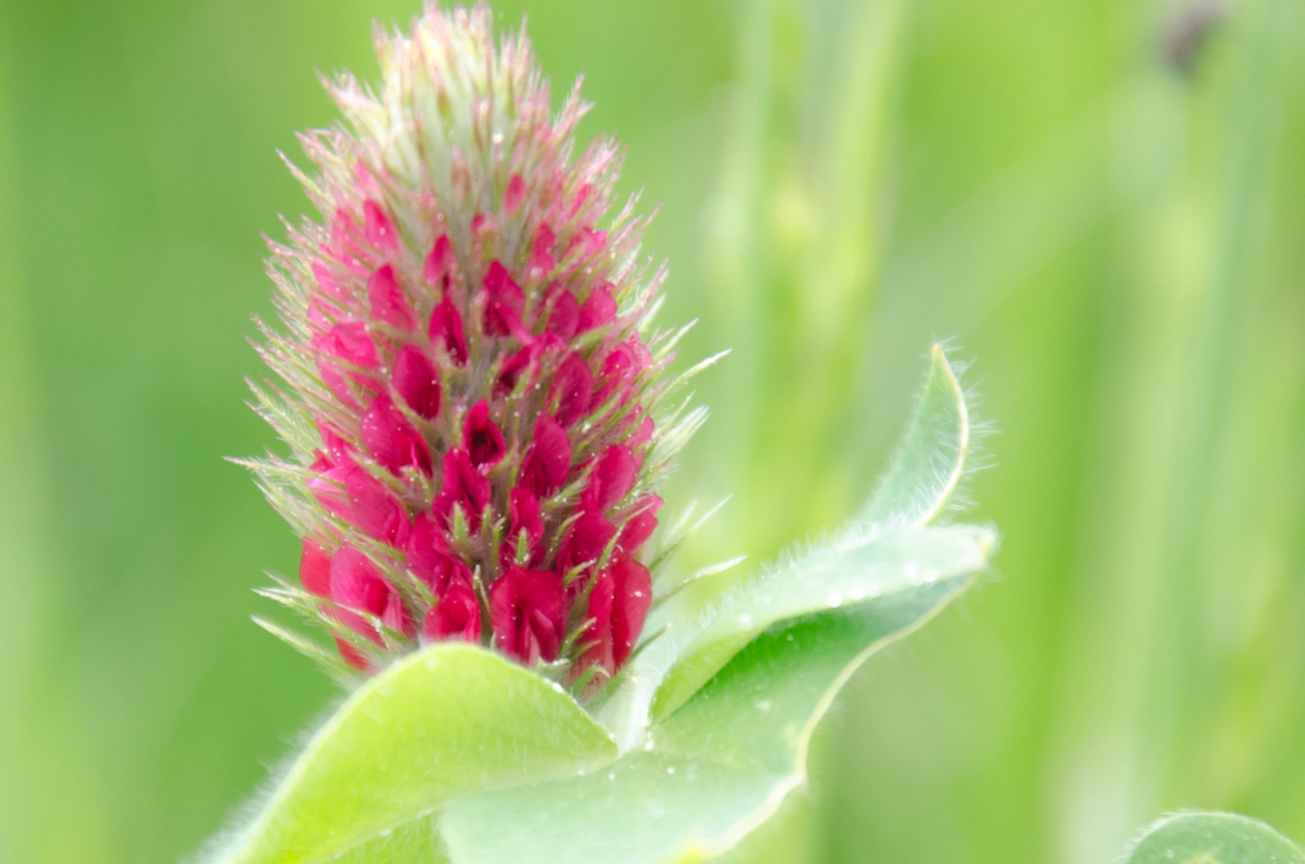 Fonds d'cran Nature Fleurs 