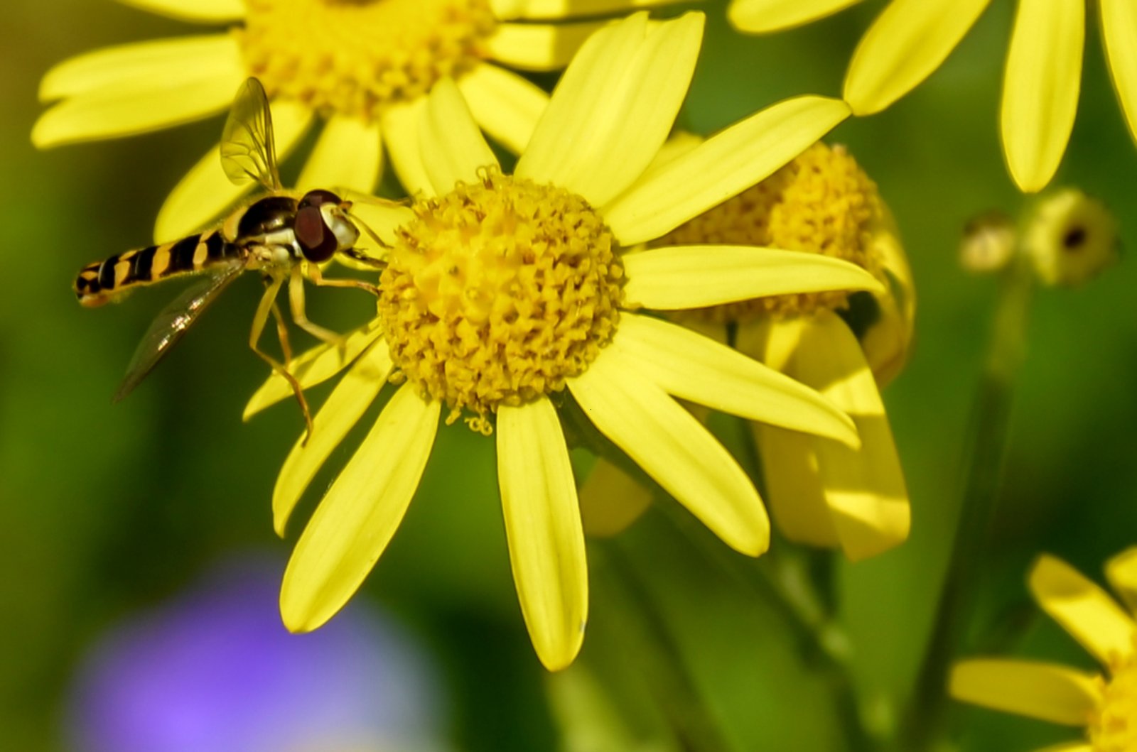 Wallpapers Nature Flowers 