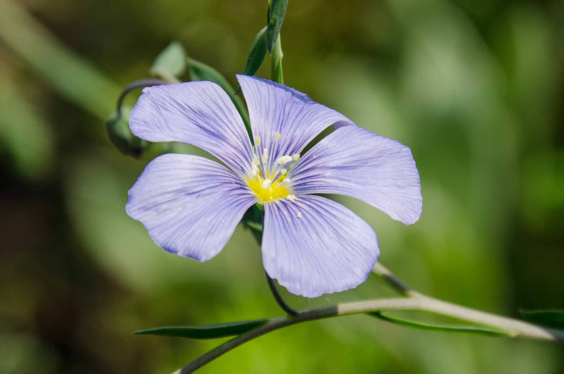 Wallpapers Nature Flowers 