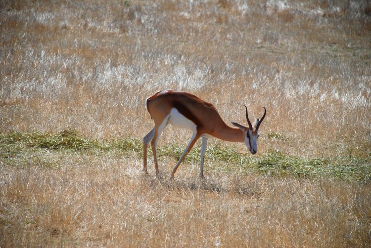 Fonds d'cran Animaux Gazelles Wallpaper N343798