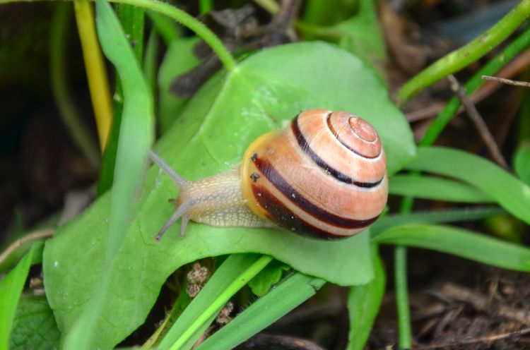 Wallpapers Animals Snails - Slugs Wallpaper N343803