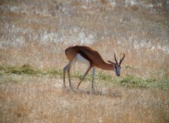  Animaux Image sans titre N343798