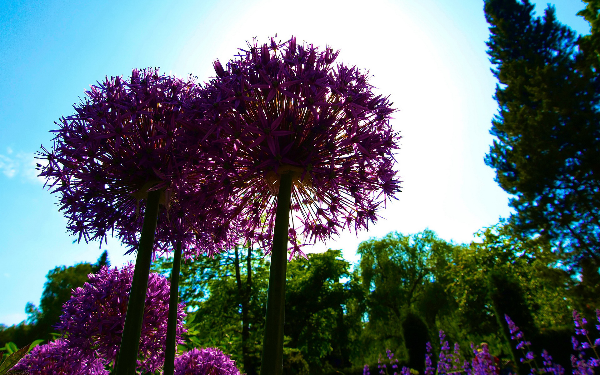 Fonds d'cran Nature Fleurs 