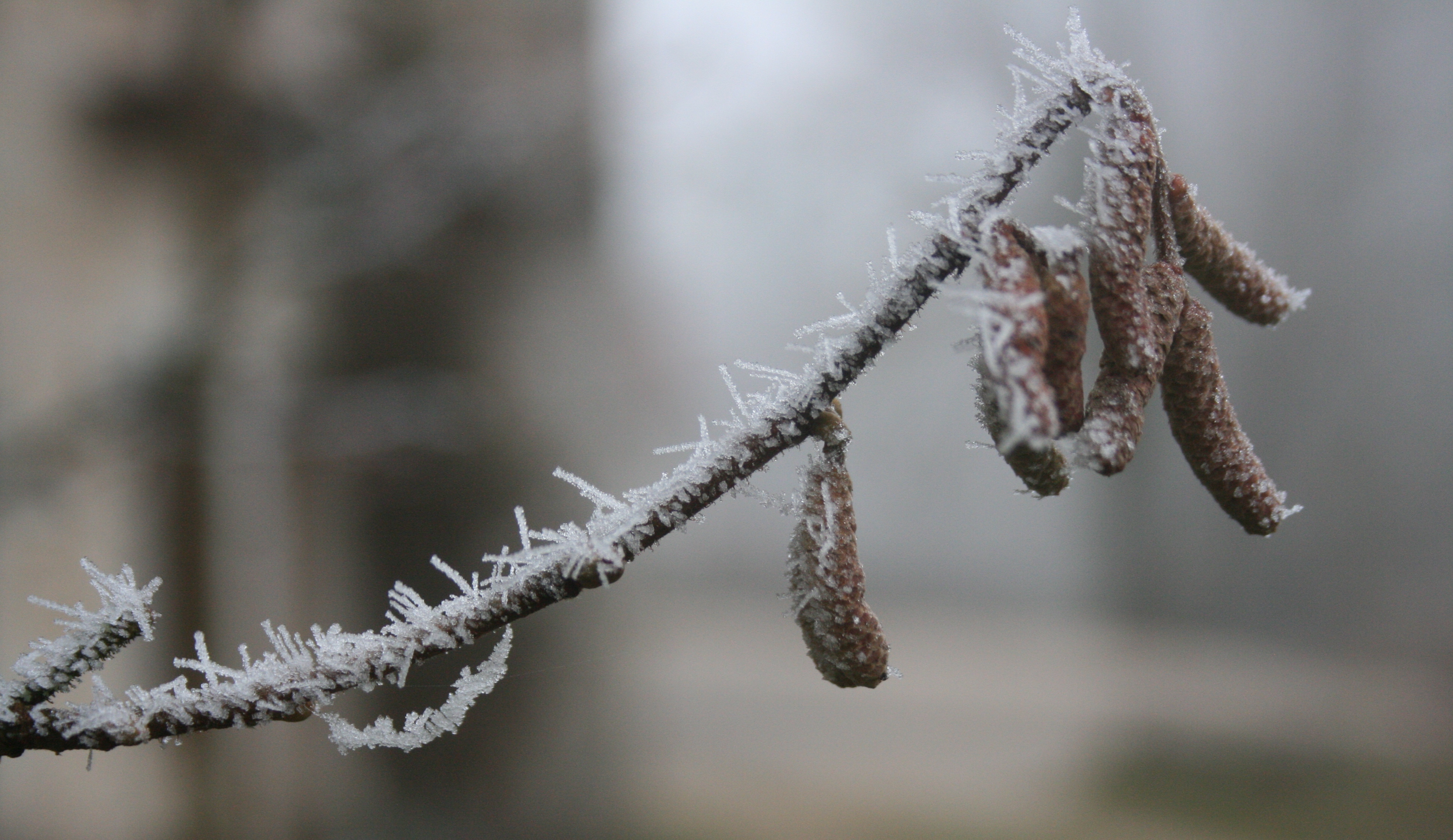 Fonds d'cran Nature Saisons - Hiver Petits cristaux de gel...