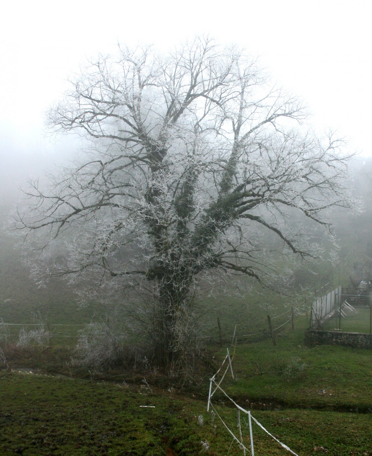 Fonds d'cran Nature Arbres - Forts Arbre sous le gel