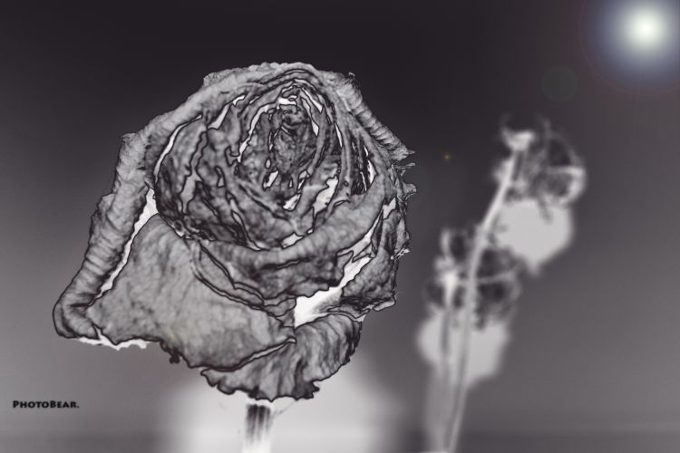 Wallpapers Nature Flowers Rose Black & White