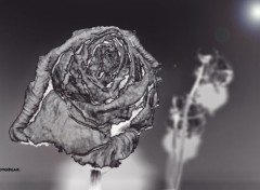  Nature Rose Black & White