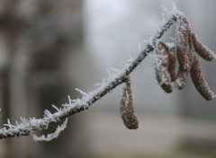  Nature Petits cristaux de gel...