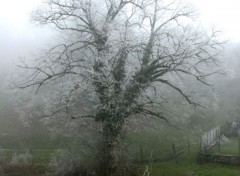  Nature Arbre sous le gel