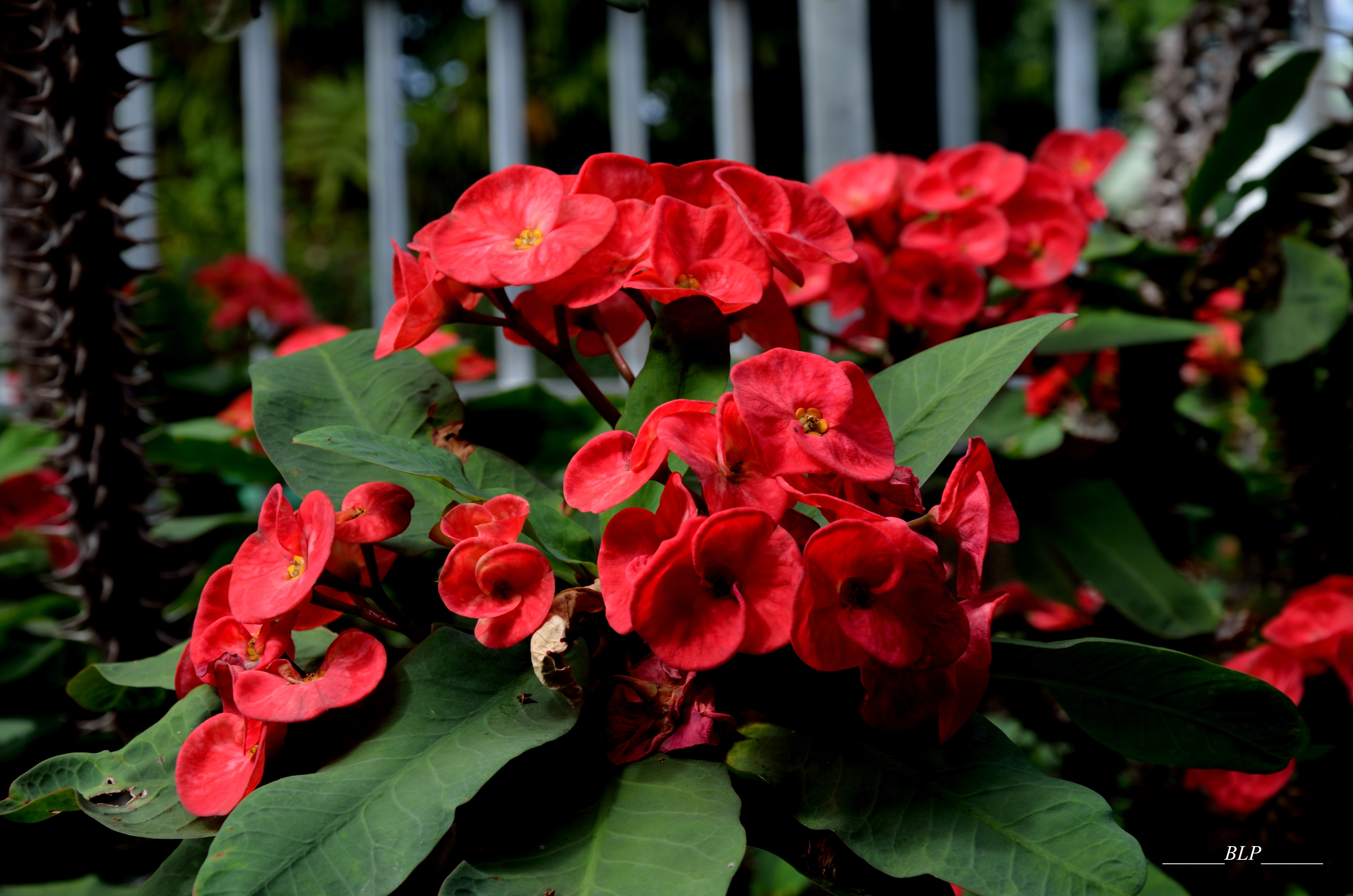 Fonds d'cran Nature Fleurs Epine du christ