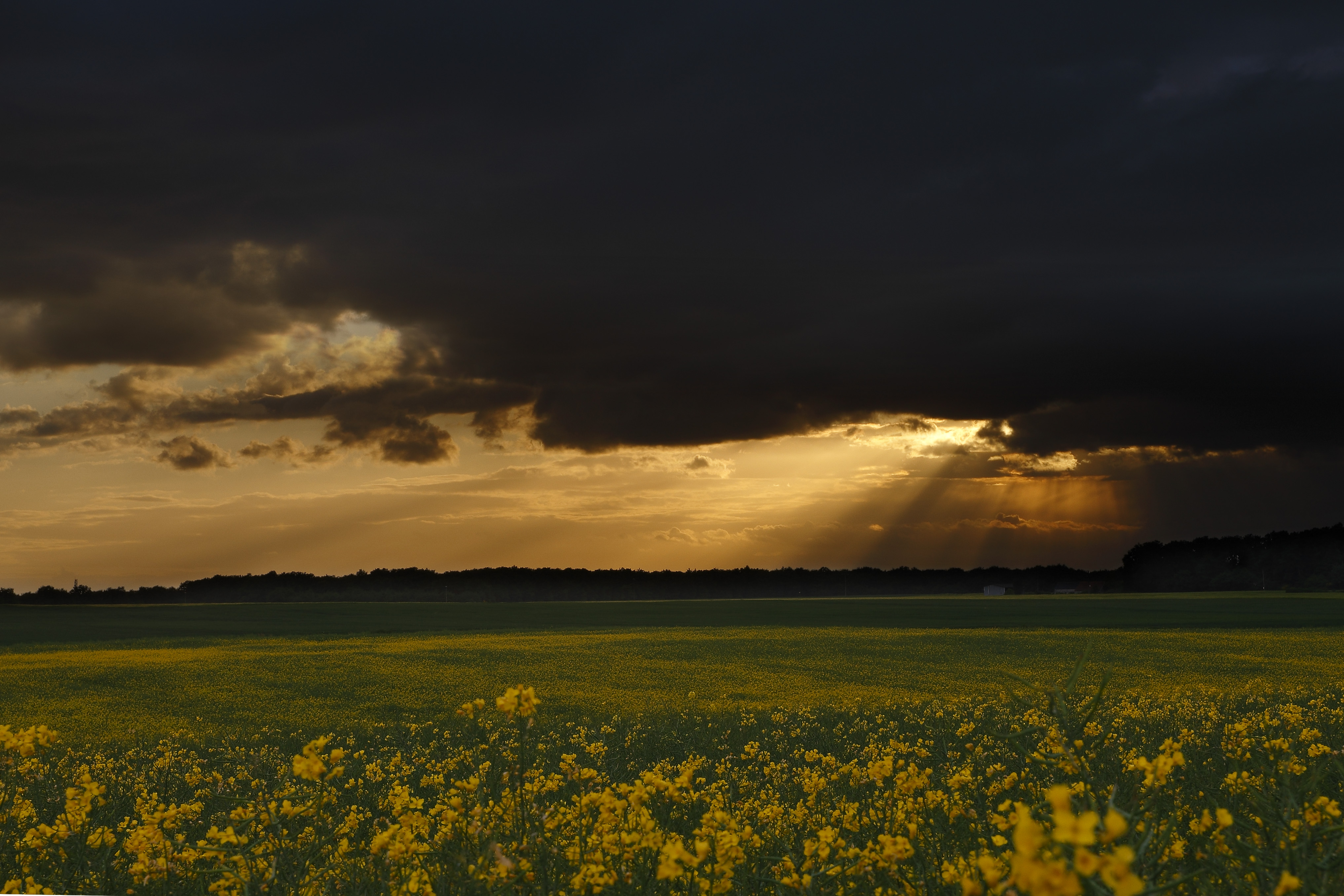 Fonds d'cran Nature Couchers et levers de Soleil Lumire Divine