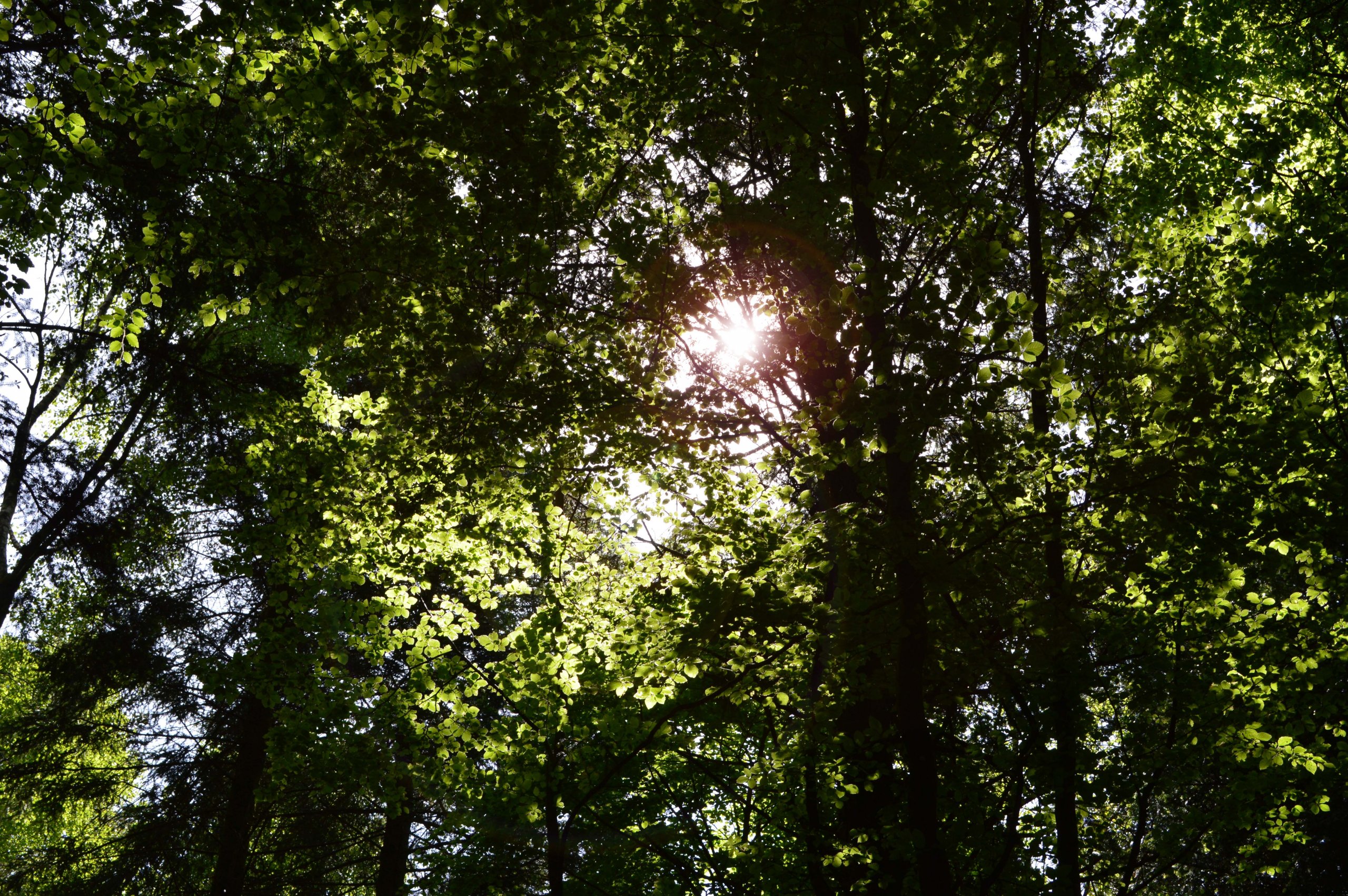 Fonds d'cran Nature Arbres - Forts En forêt.