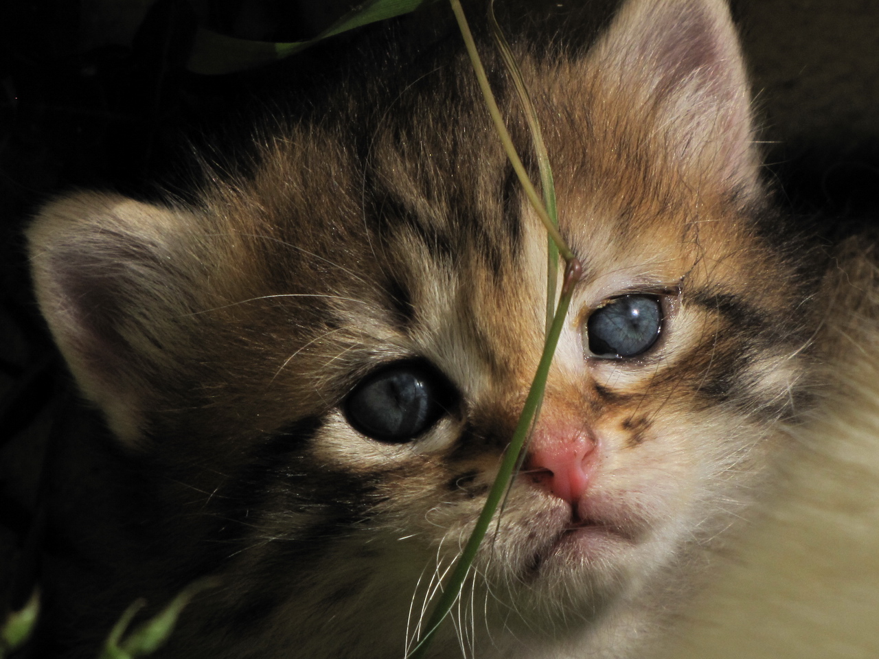 Fonds d'cran Animaux Chats - Chatons 