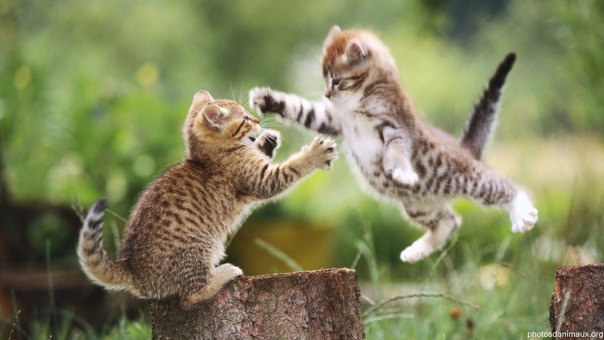 Wallpapers Animals Cats - Kittens 