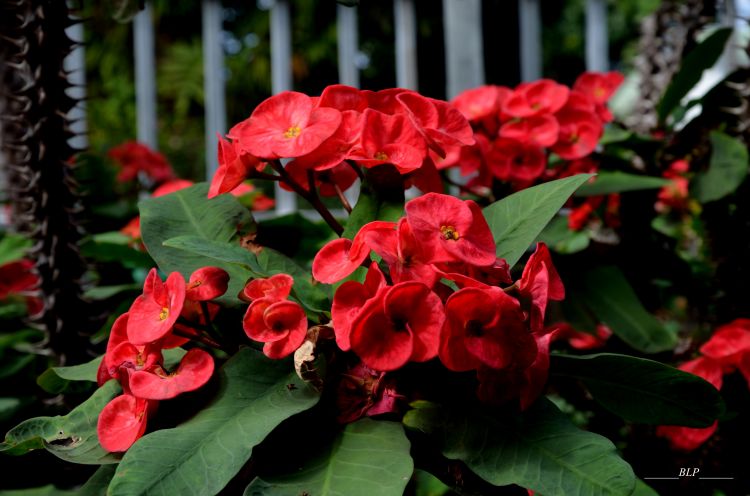 Fonds d'cran Nature Fleurs Epine du christ