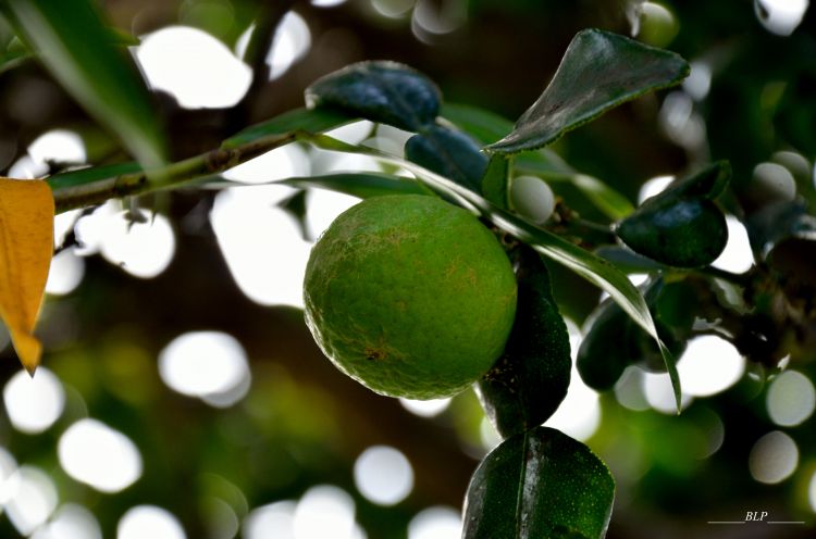 Fonds d'cran Nature Fruits Combava