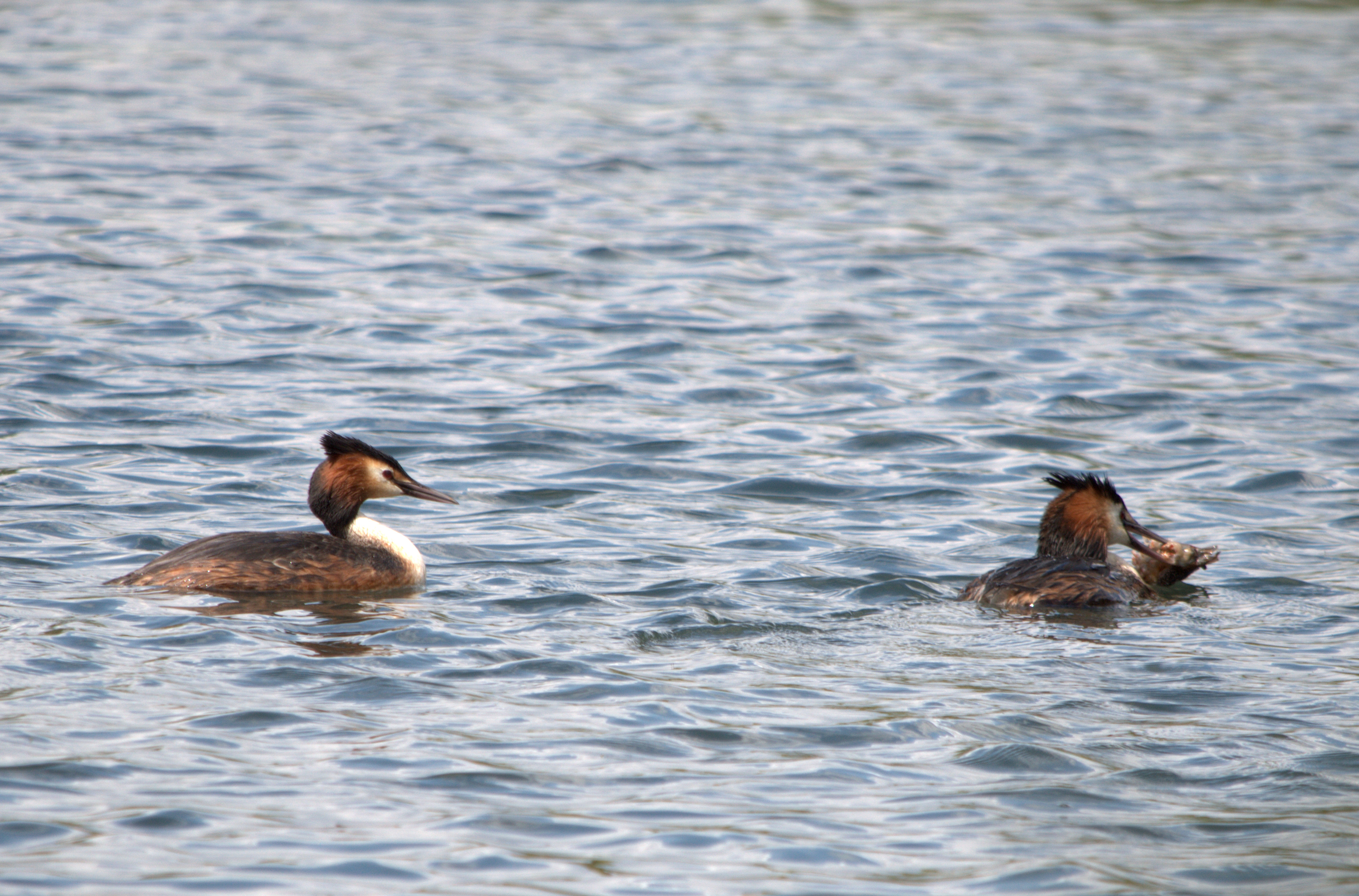 Wallpapers Animals Birds - Coots 