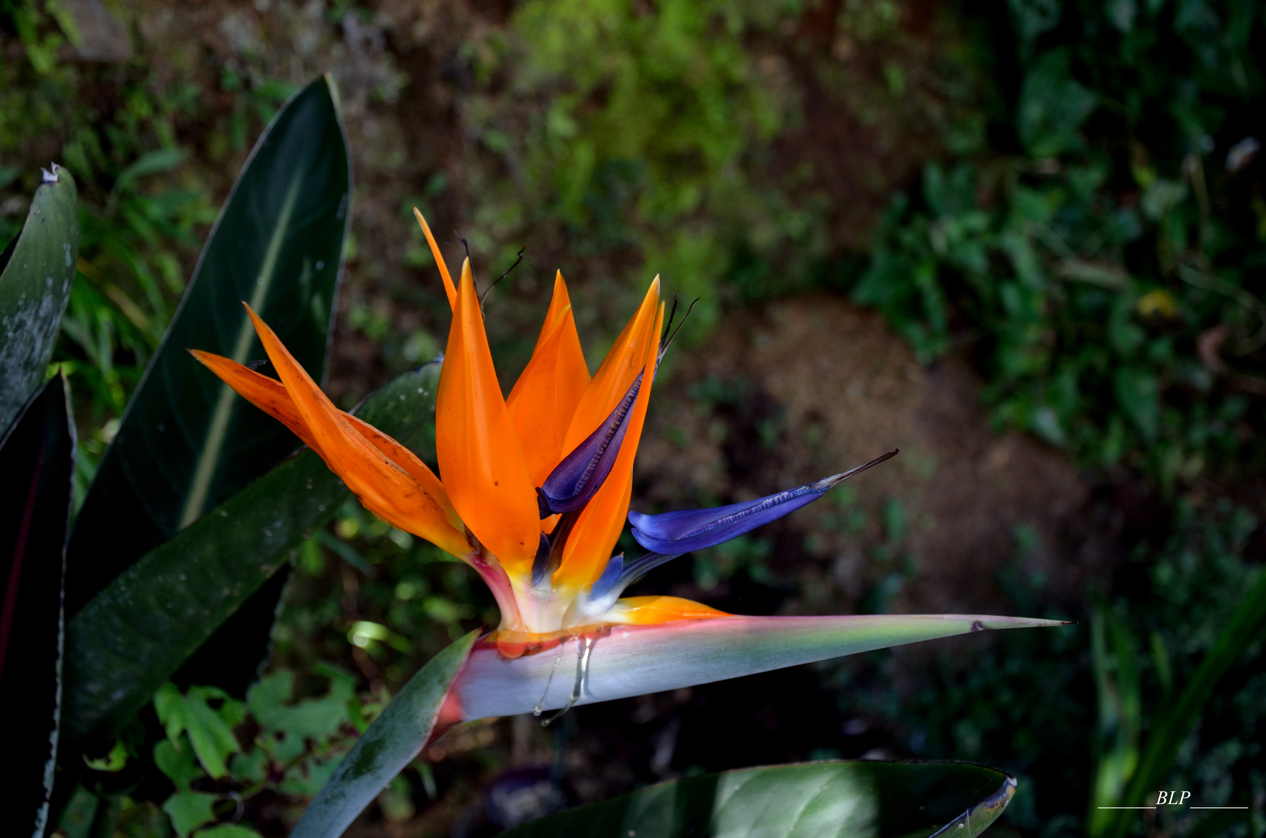 Fonds d'cran Nature Fleurs Bec d'oiseau