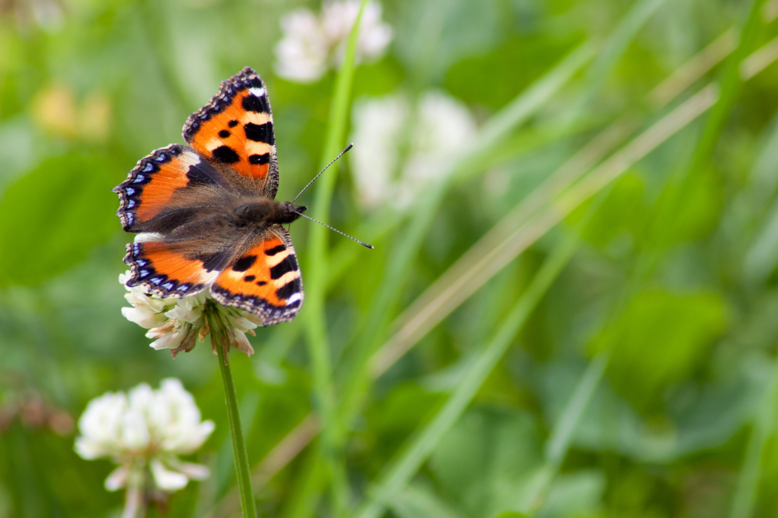 Fonds d'cran Animaux Insectes - Papillons 