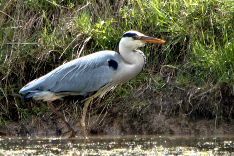 Fonds d'cran Animaux Oiseaux - Hrons HERON HERON PETIT PATAPON