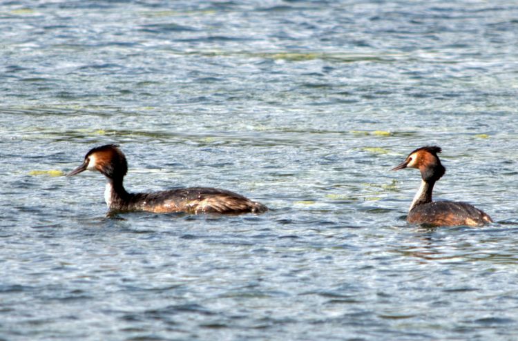 Fonds d'cran Animaux Oiseaux - Grbe Hupp Wallpaper N344096