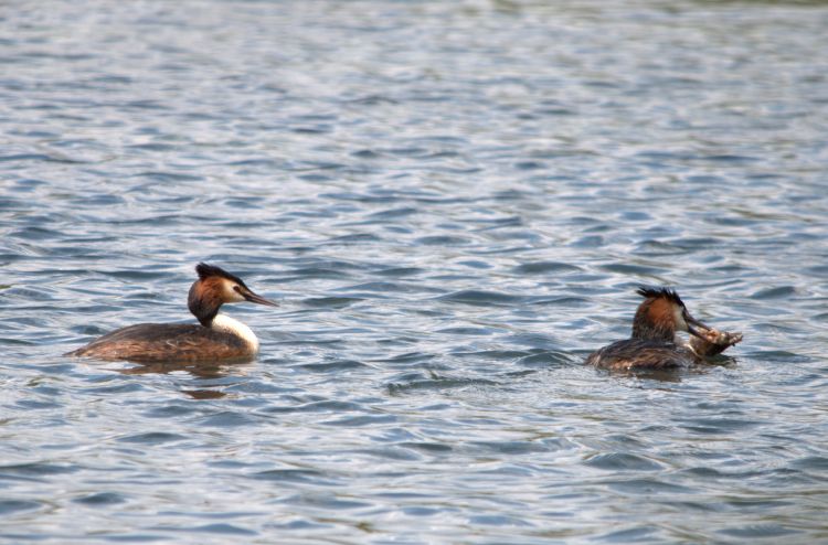 Wallpapers Animals Birds - Coots Wallpaper N344098