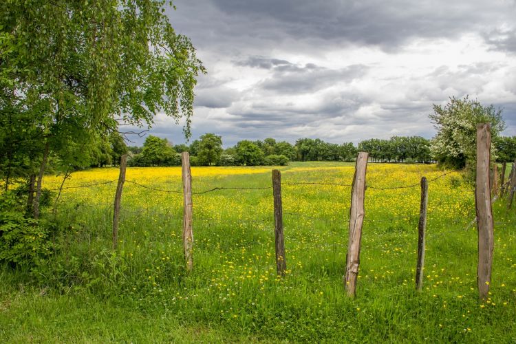 Fonds d'cran Nature Champs - Prairies le pré