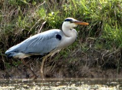  Animals HERON HERON PETIT PATAPON