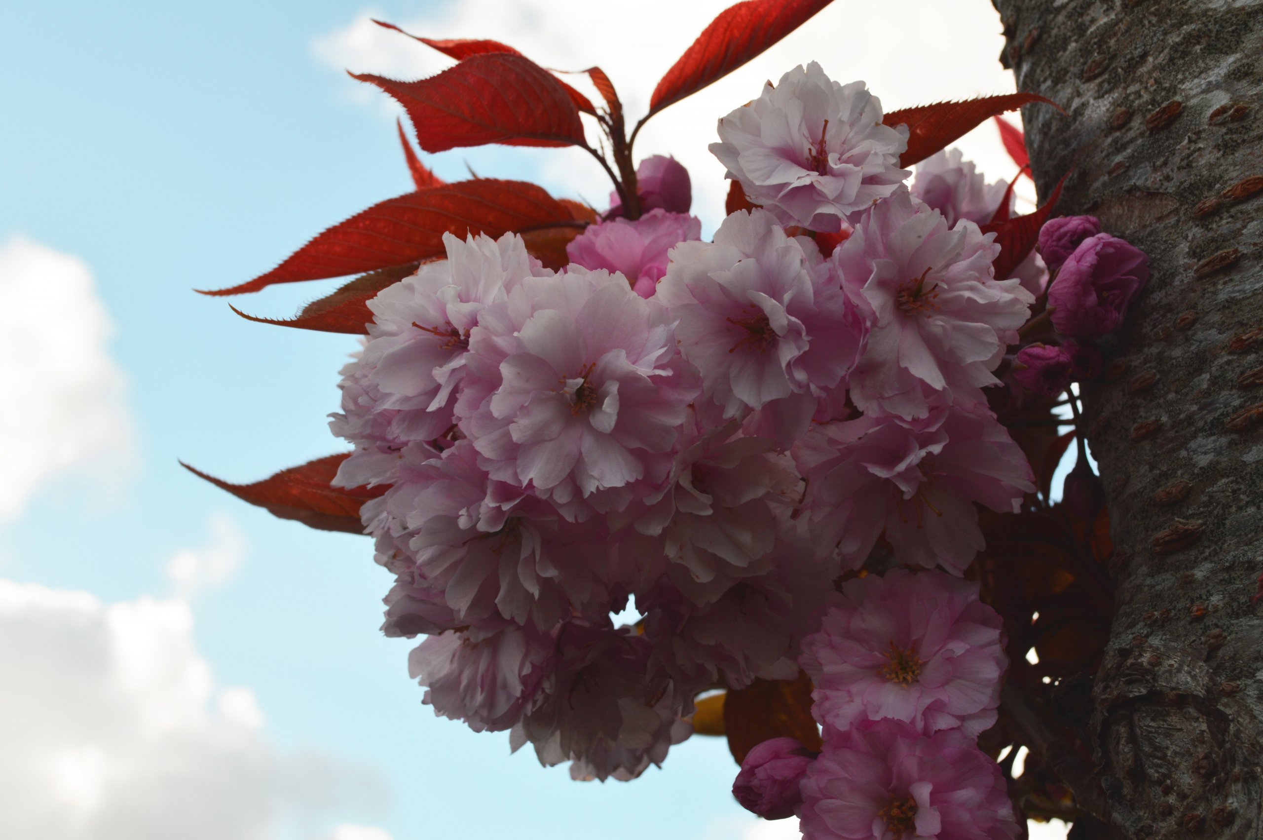 Fonds d'cran Nature Fleurs 