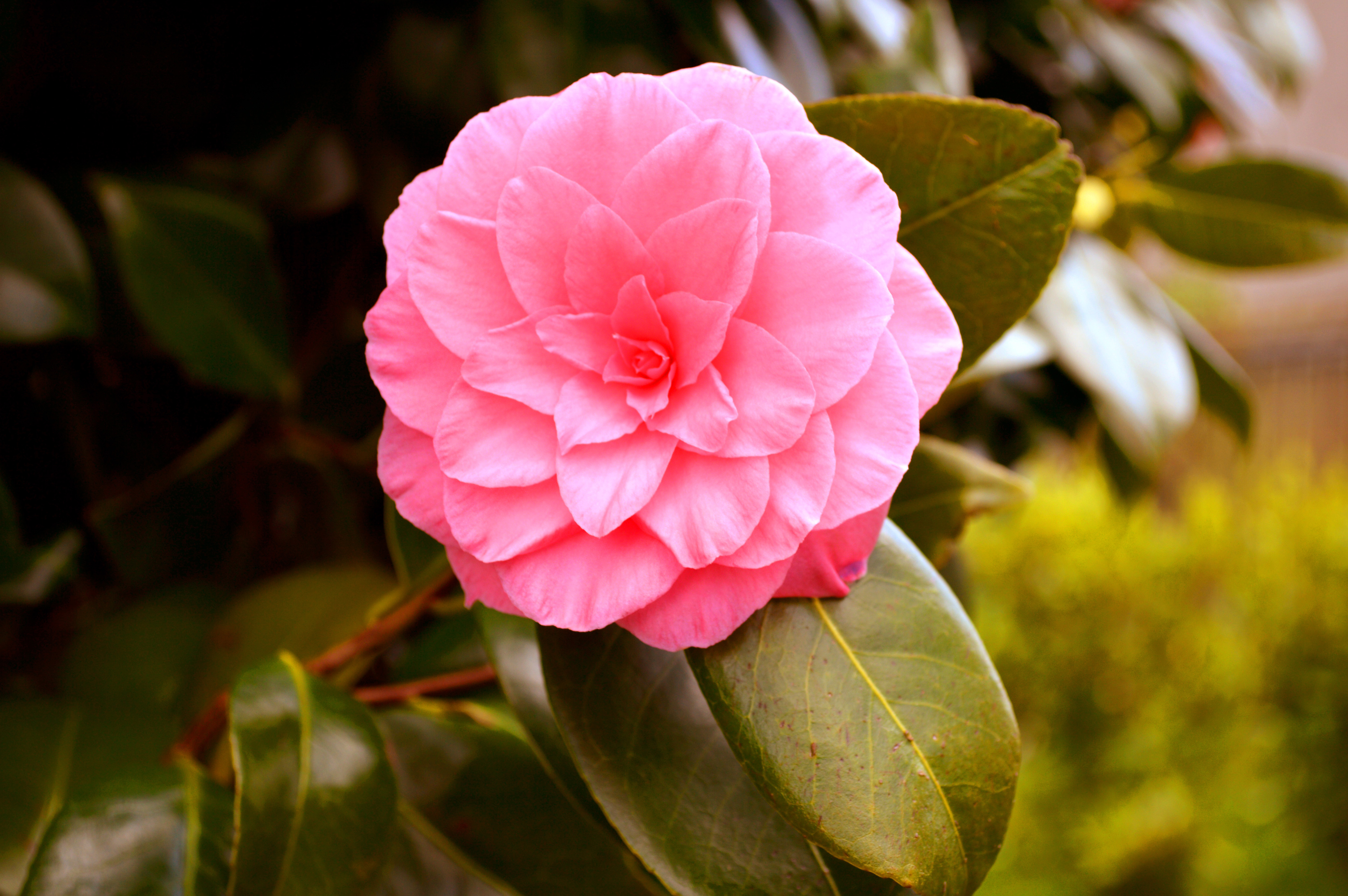 Fonds d'cran Nature Fleurs 