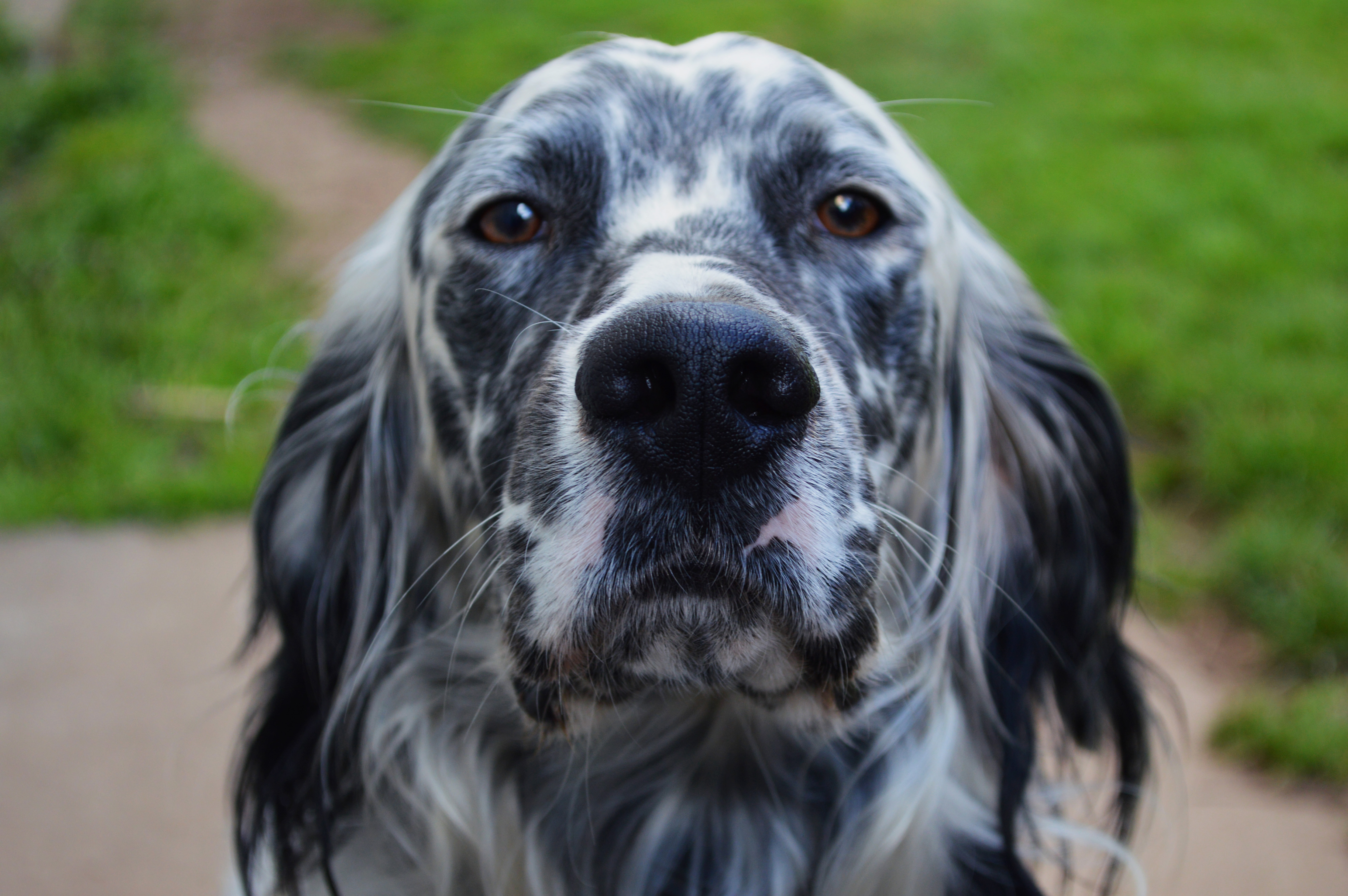 Fonds d'cran Animaux Chiens 