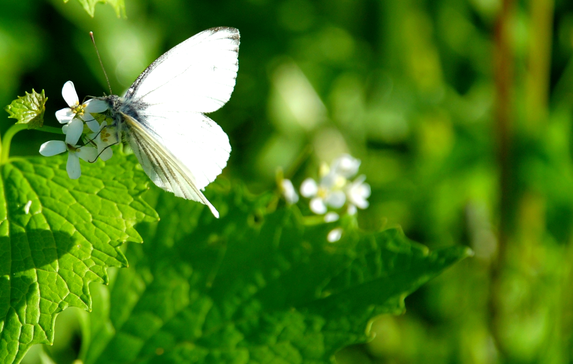 Fonds d'cran Animaux Insectes - Papillons Série de papillons champêtres !