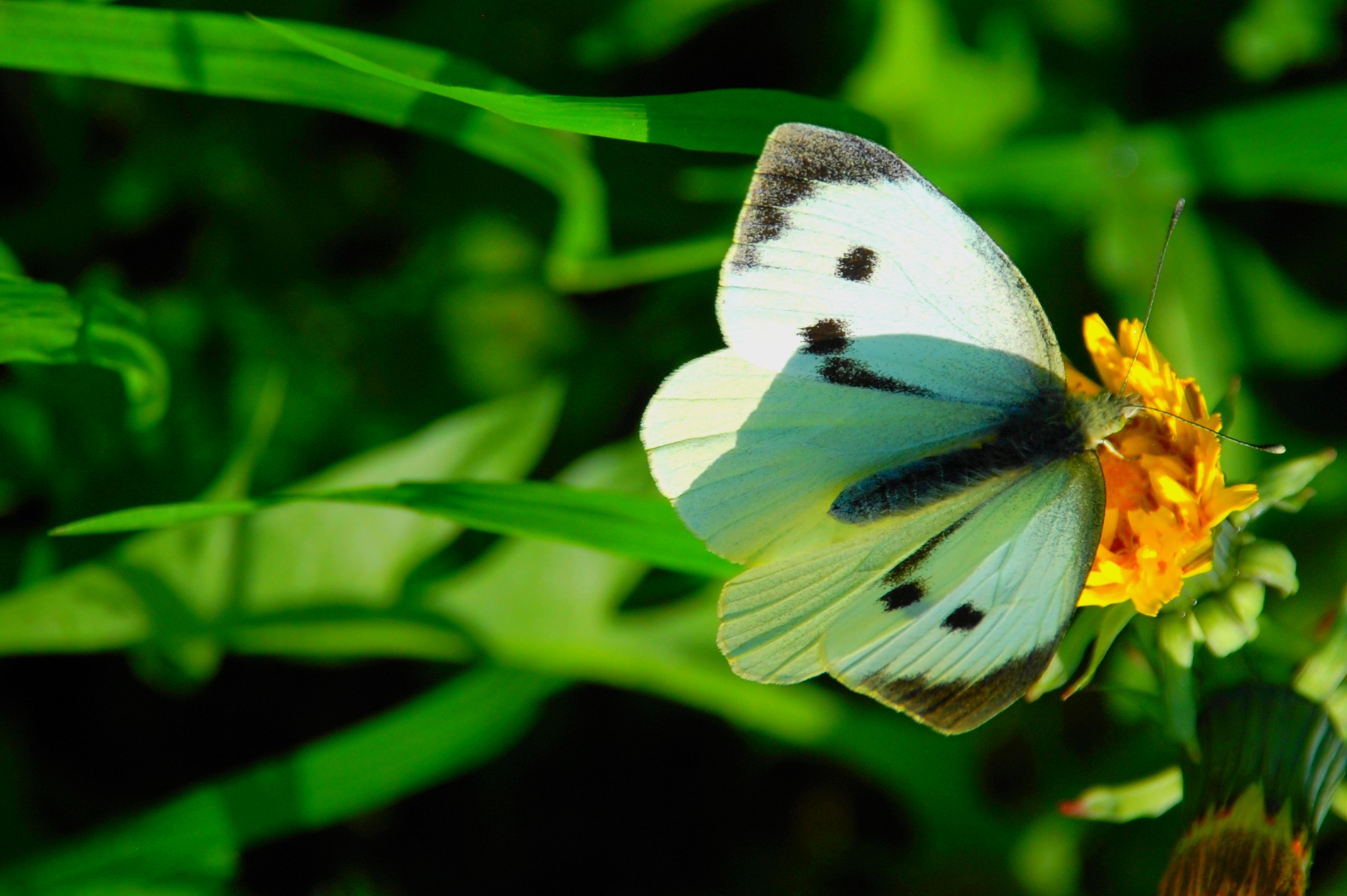 Fonds d'cran Animaux Insectes - Papillons Série de papillons champêtres !