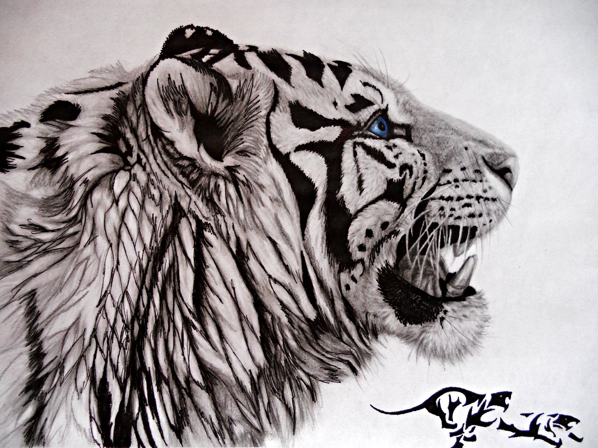 Wallpapers Art - Pencil Animals - Felines tribal tiger