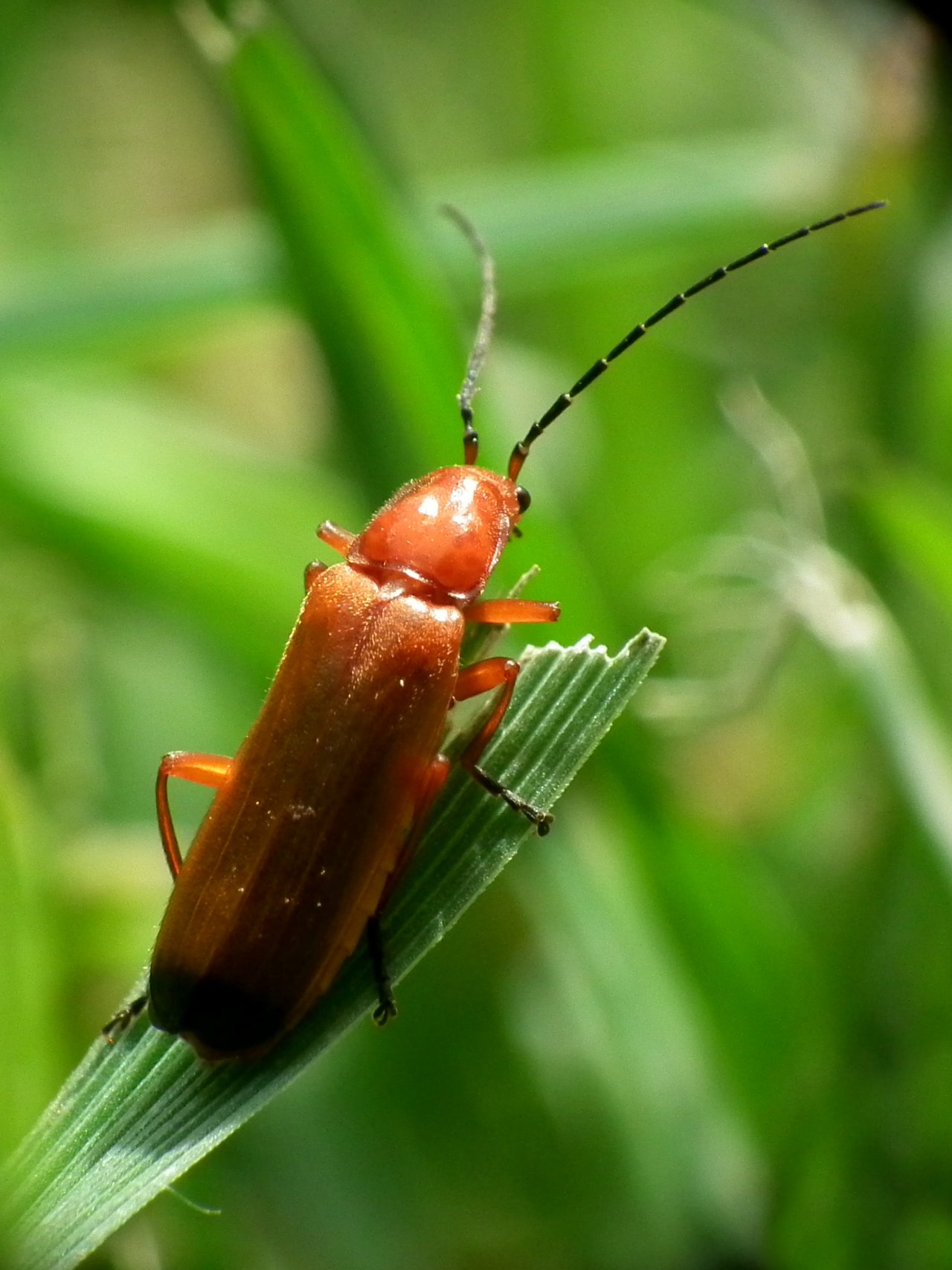 Wallpapers Animals Insectes - Tlphore 