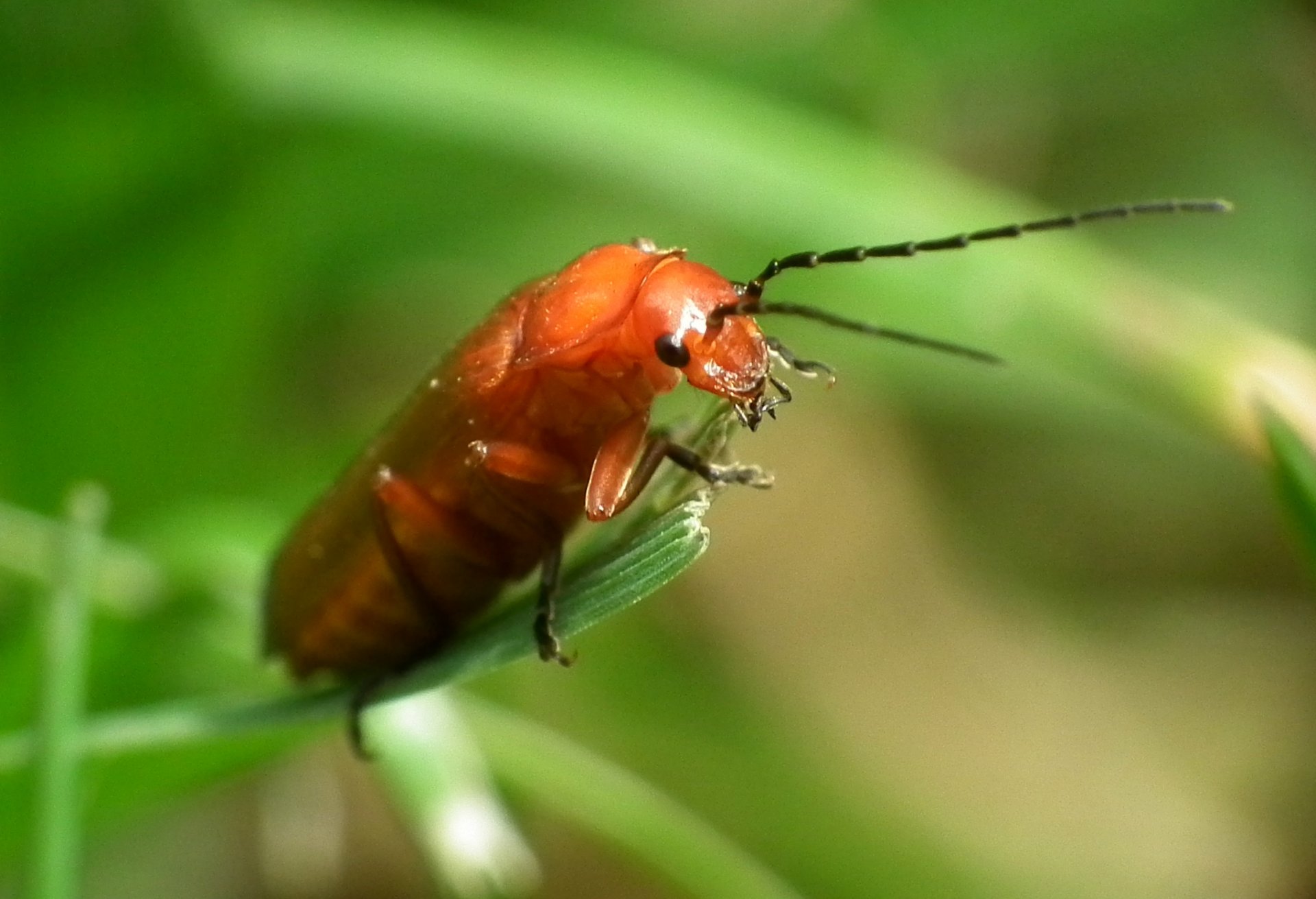 Wallpapers Animals Insectes - Tlphore 