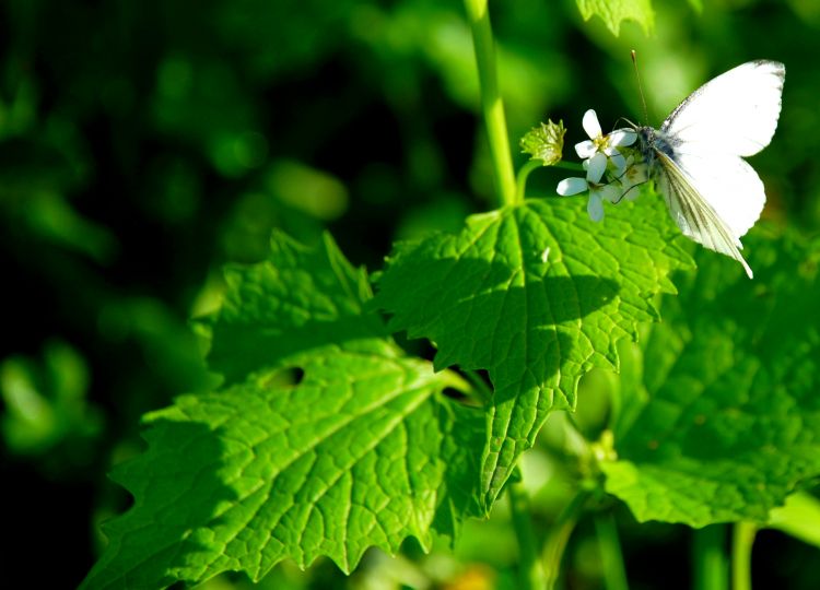 Fonds d'cran Animaux Insectes - Papillons Série de papillons champêtres !