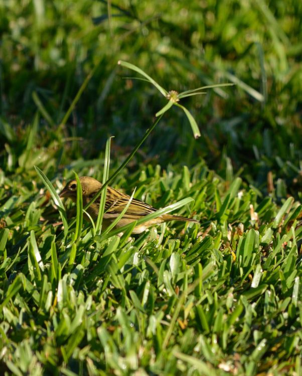 Wallpapers Animals Oiseaux - Cardinal Foudi (cardinal)