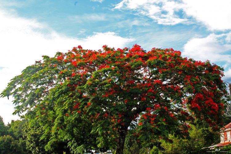 Fonds d'cran Nature Arbres - Forts Flamboyant