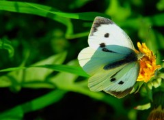  Animaux Série de papillons champêtres !