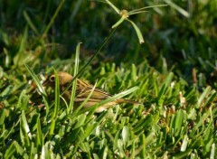  Animaux Foudi (cardinal)