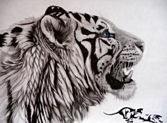  Art - Pencil tribal tiger