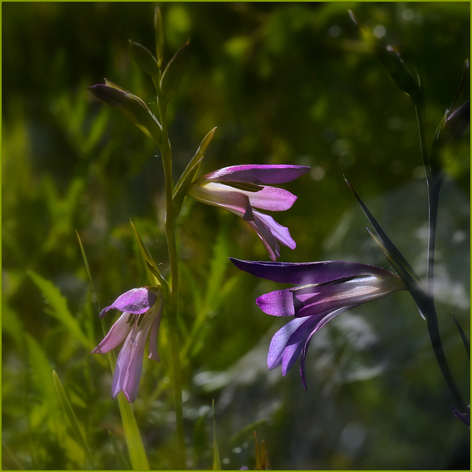 Wallpapers Nature Flowers fleurs des champs