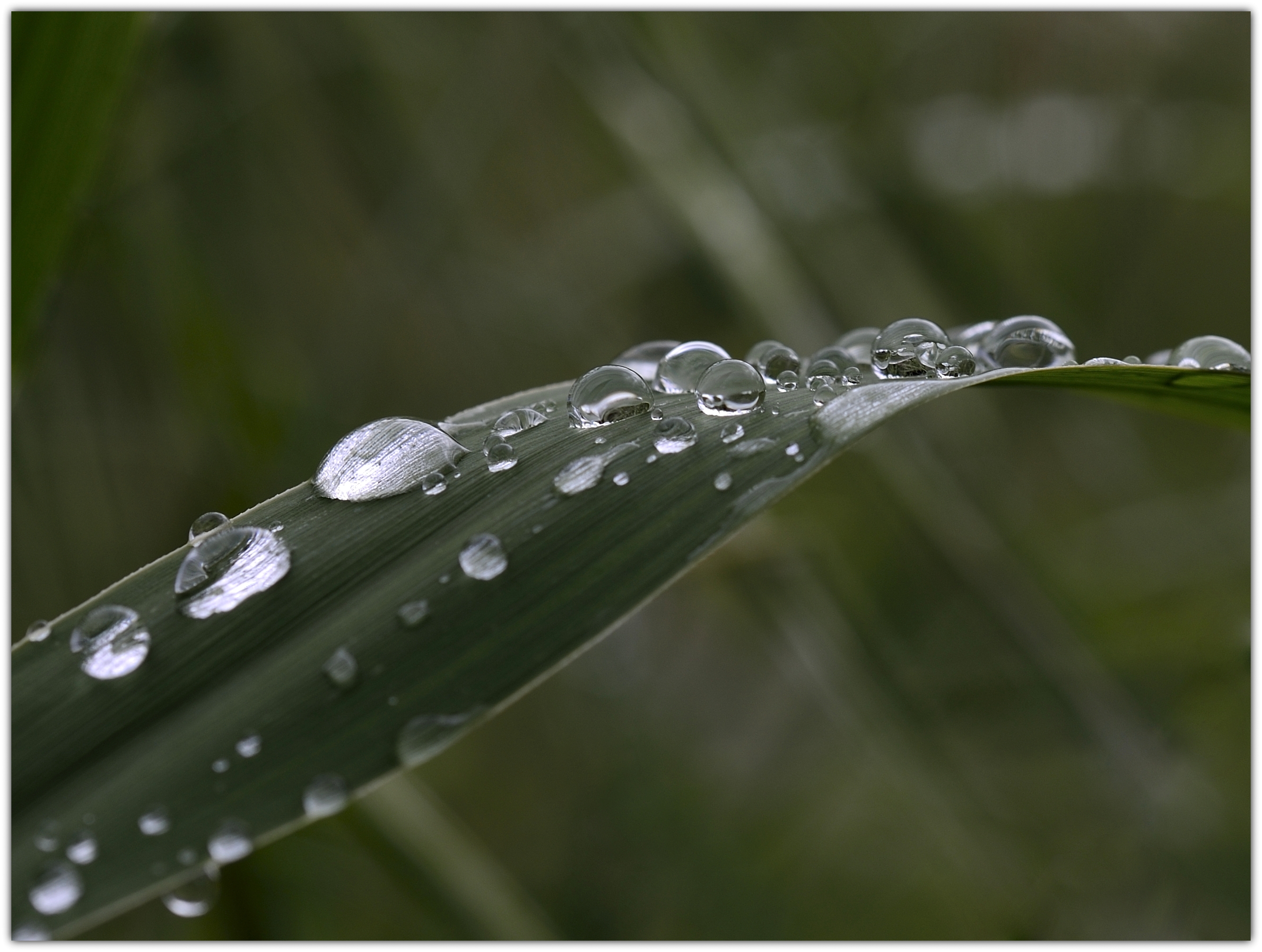 Wallpapers Nature Water - Drops mai pluvieux