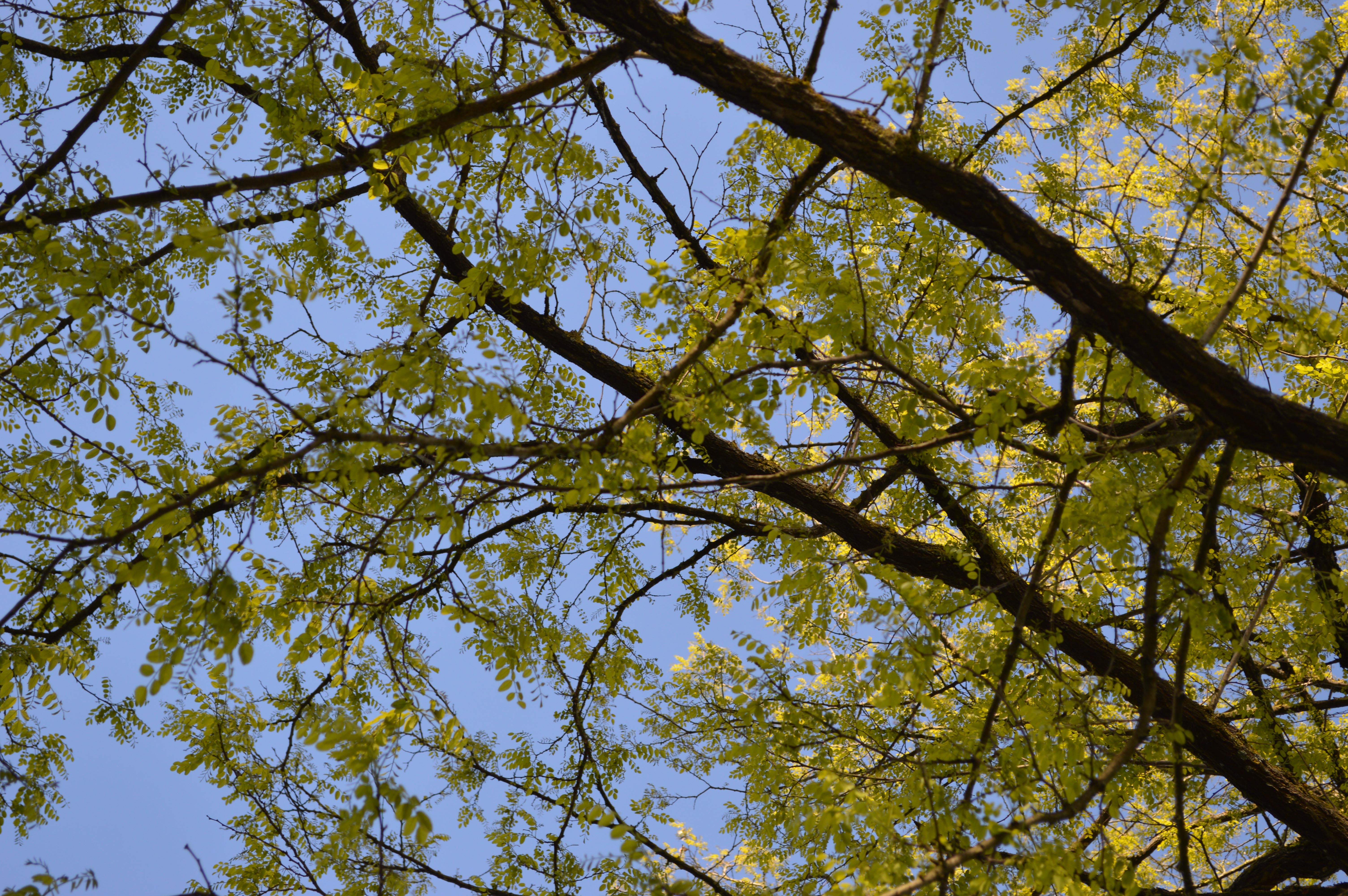 Fonds d'cran Nature Arbres - Forts Tree.