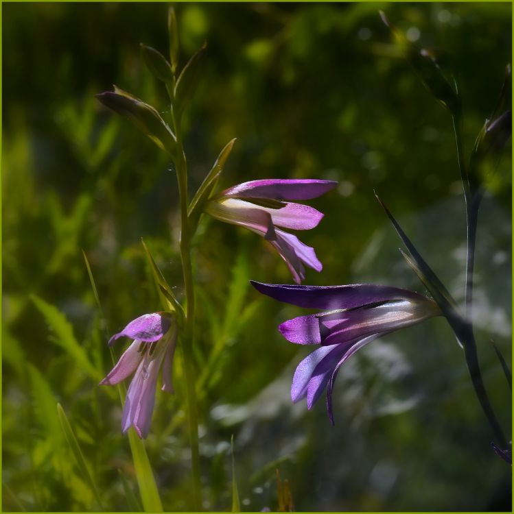 Fonds d'cran Nature Fleurs fleurs des champs